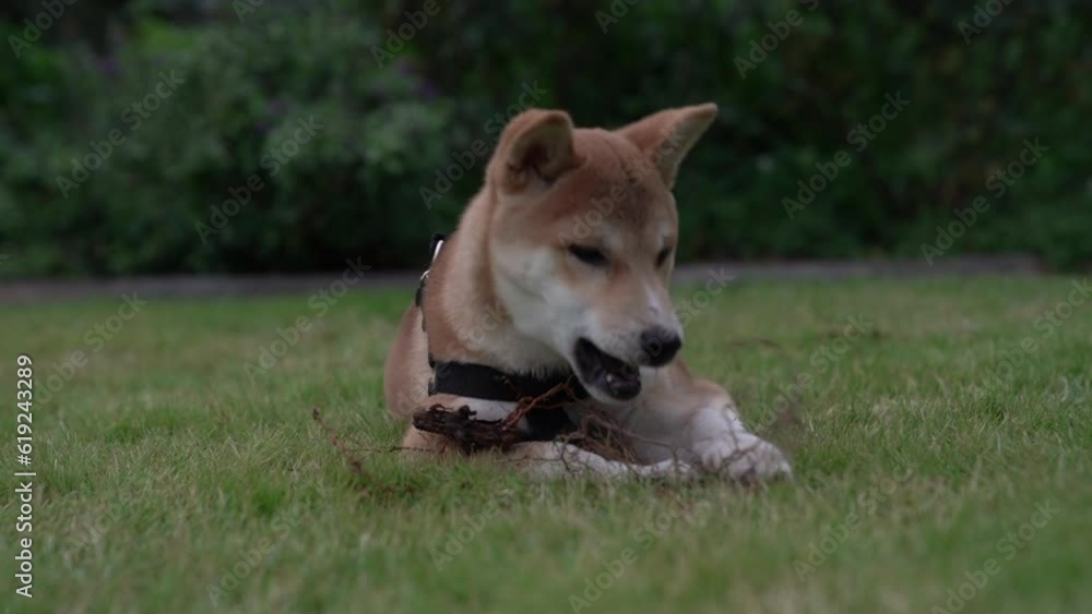 Shiba inu puppy dog, laying in the grass Shiba inu puppy dog, laying in the grass