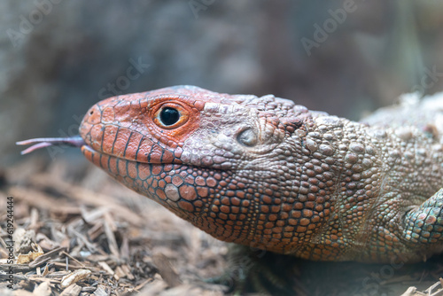 Photo of Caiman Lizard with Tongue Out