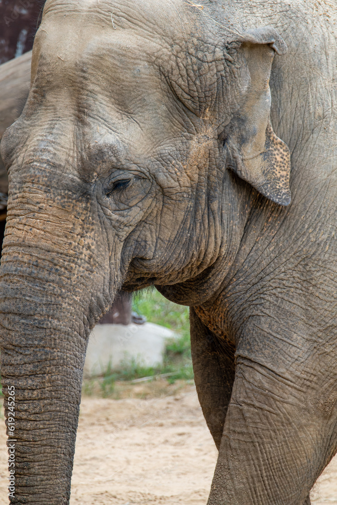 Close Up Photo of an Elderly Elephant
