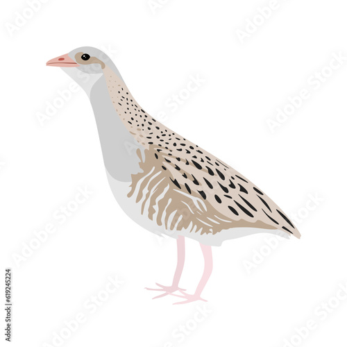 Corn crake bird or Landrail. Corncrake bird in flat style isolated on white background.  Vector illustration