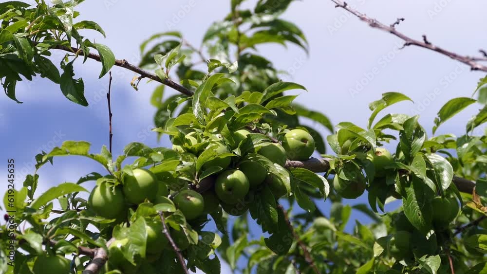 plum tree and immature plums on it, raw plums on the tree,