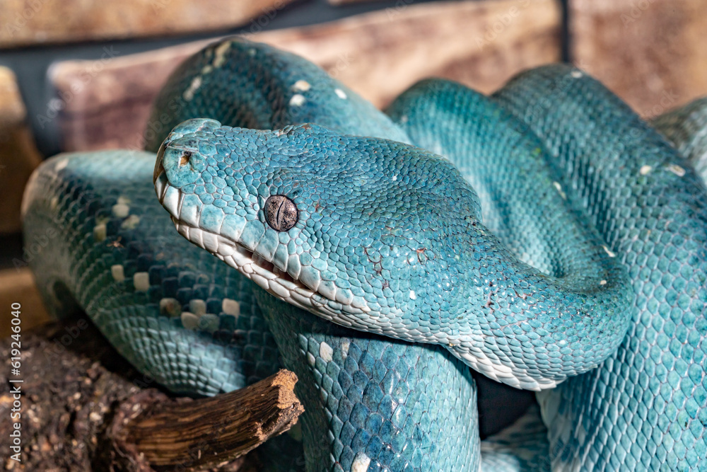 Fototapeta premium Blue python. A tree python. Morelia viridis.