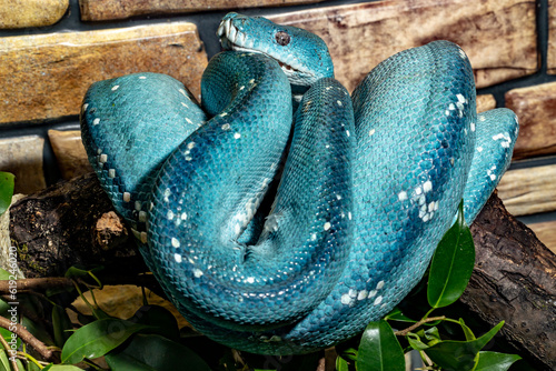 Blue python.  A tree python. Morelia viridis.