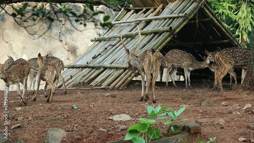 Rusa Totol with the scientific name Axis axis at Zoo in Raguna. Other names are Spotted deer, Chital deer, or Axis deer photo