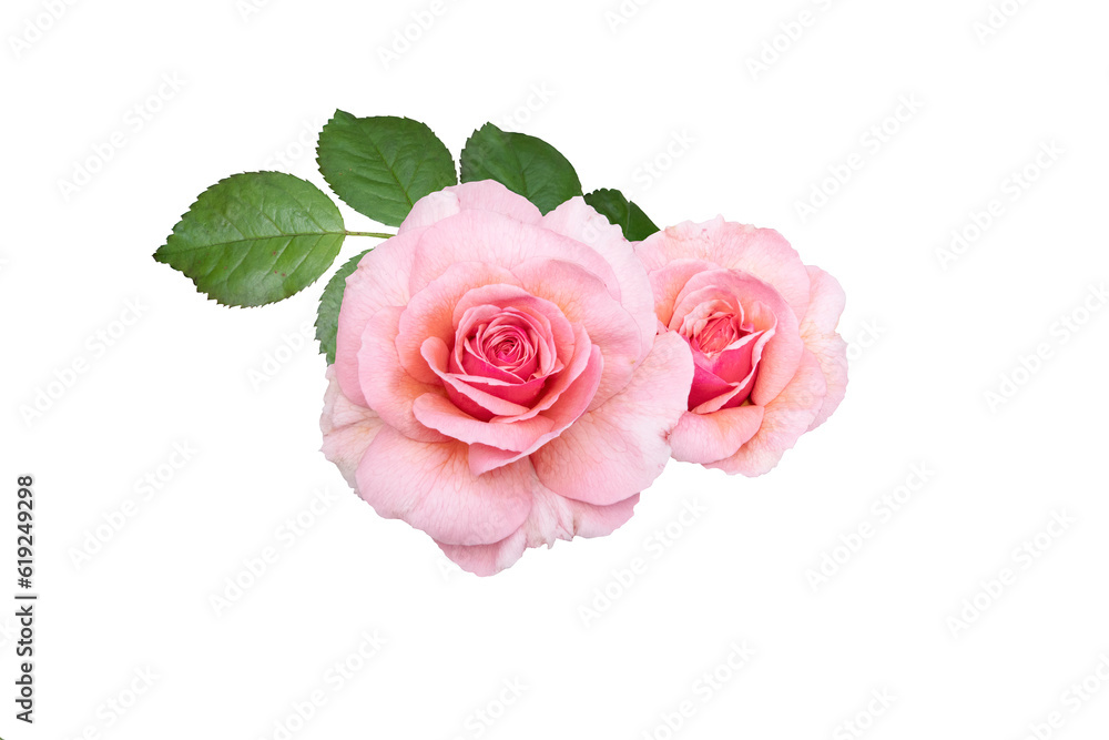 Bright pink rose flowers closeup. Summer flowers isolated on white background