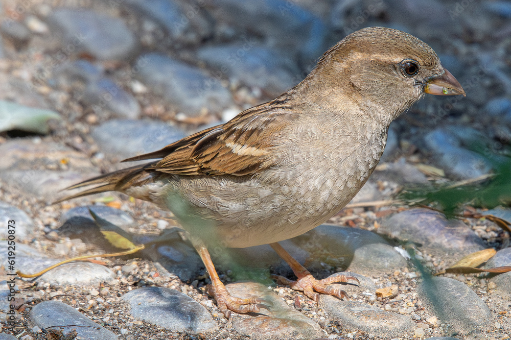 house sparrow Passer domesticus most abundant small birds common in aiguamolls emporda girona spain mediterranean