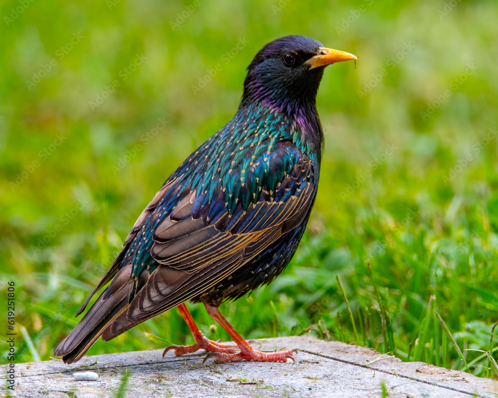 Obraz premium Starling perched looking right.