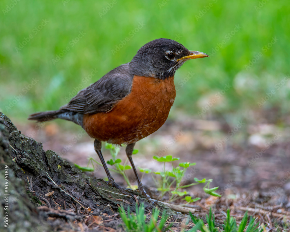 American Robin Perched American Robin Perched