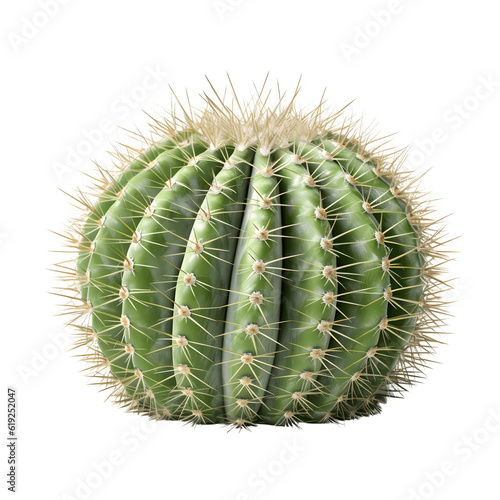 Cactus Cactaceae flowers on transparent background, png file, isolated, white background with generative ai