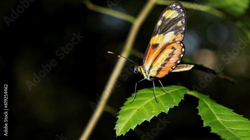 Butterfly on leaf. Hypothyris is a genus of Papilionoidea in the family Nymphalidae. photo