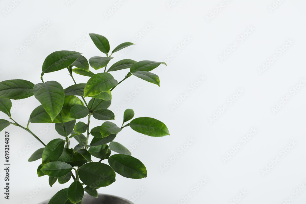 Beautiful potted lemon tree on white background, space for text. House decor