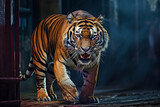 tiger walking in a zoo cage. Generative AI.