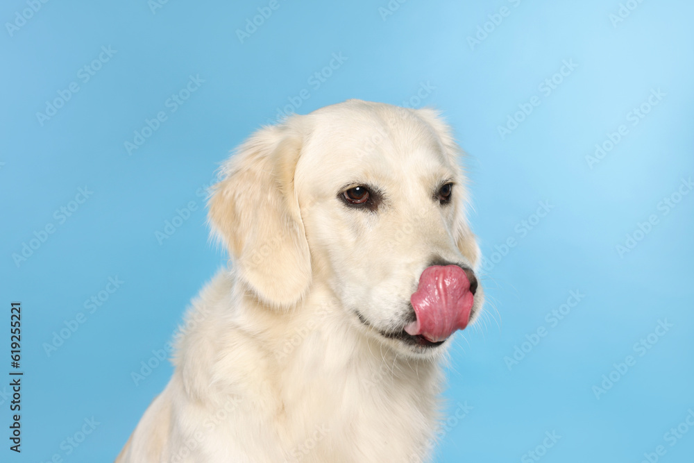 Cute Labrador Retriever showing tongue on light blue background Cute Labrador Retriever showing tongue on light blue background