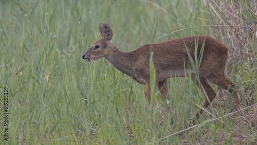 Water deer, Vampire Deer, elk, Hydropotes inermis, 고라니, 수컷