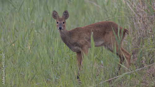 고라니, 수컷, Water deer, Vampire Deer, elk, Hydropotes inermis