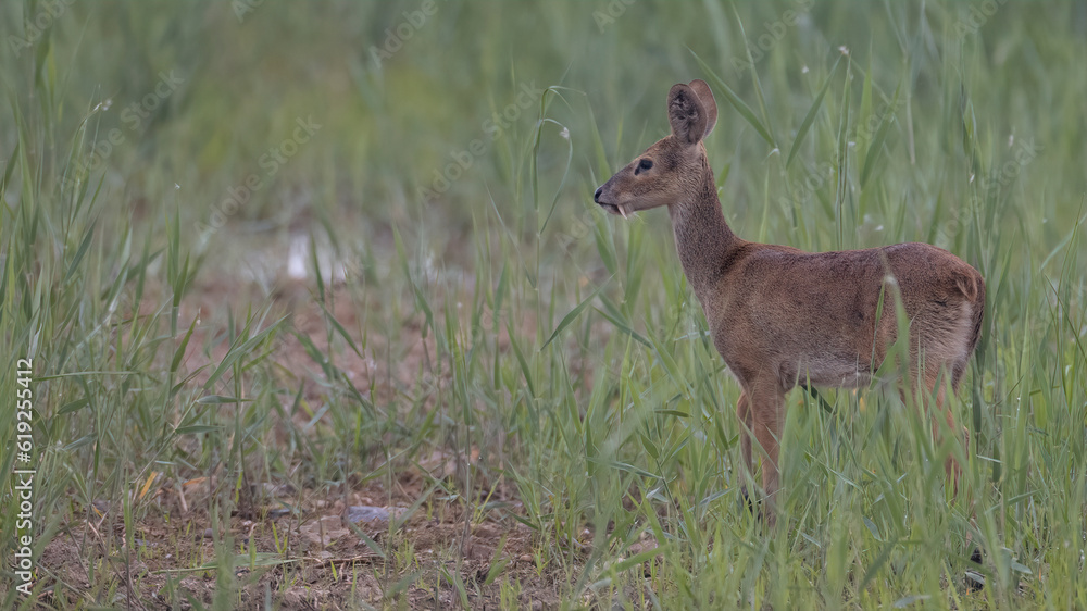 Water deer, Vampire Deer, elk, Hydropotes inermis, 고라니, 수컷 Water deer, Vampire Deer, elk, Hydropotes inermis, 고라니, 수컷