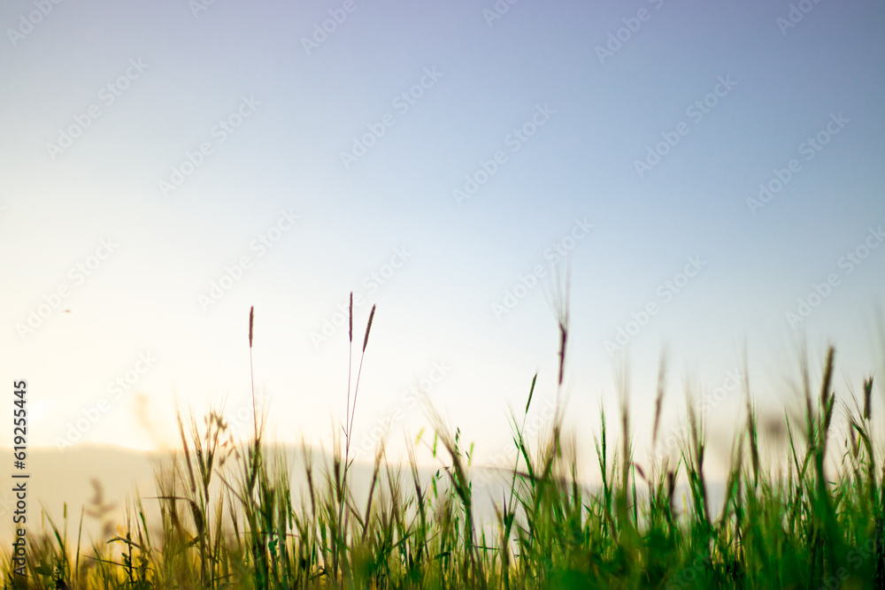 A field of grass with the sun shining on it. landscape suitable for writing area