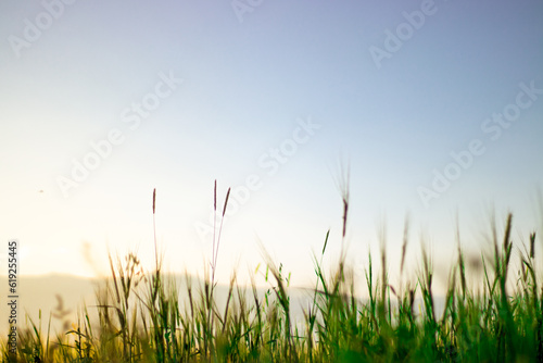 A field of grass with the sun shining on it. landscape suitable for writing area