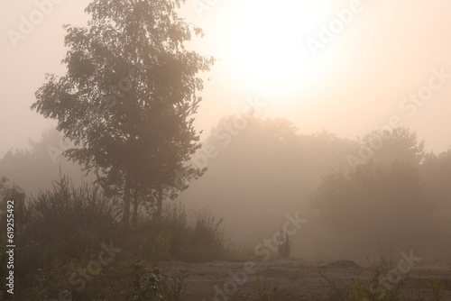 Picturesque view of trees, plants and fog outdoors on summer day
