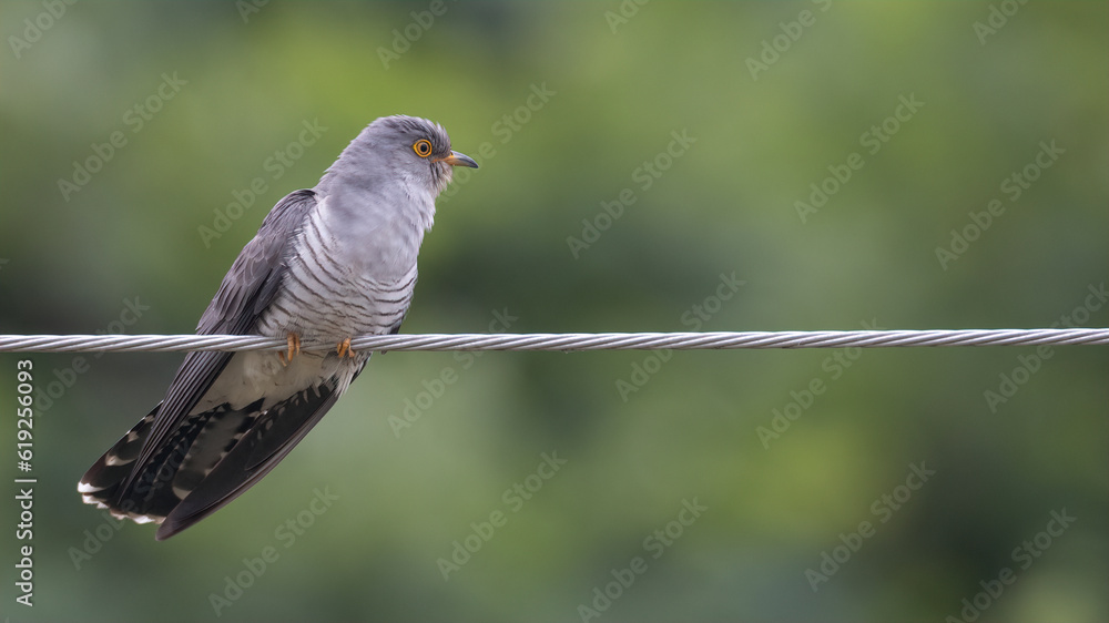 Fototapeta premium common cuckoo, Cuculus canorus, 뻐꾸기