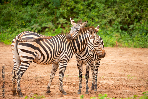 funny zebras playing in their natural environment