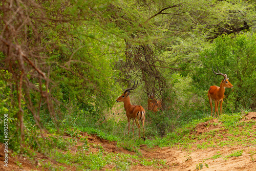 a small flock of gazelles in their natural environment in a reserve in Africa