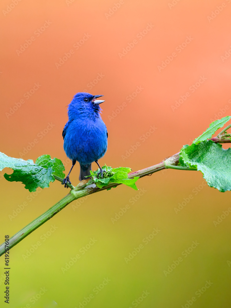 Naklejka premium Indigo Bunting portrait on orange yellow background