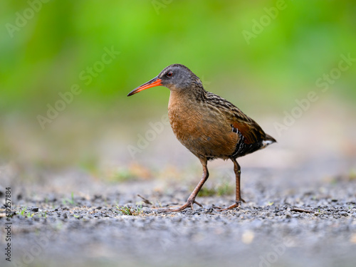 Virginia Rail foraging in Spring, closeup portrait