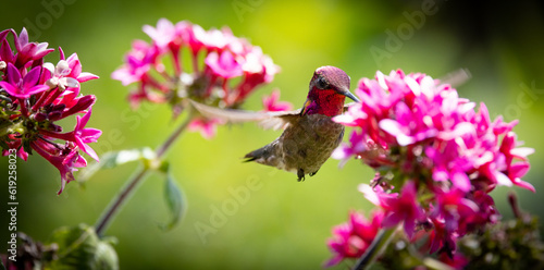 Hummingbird with pink feathers flying through a garden of pink flowers.