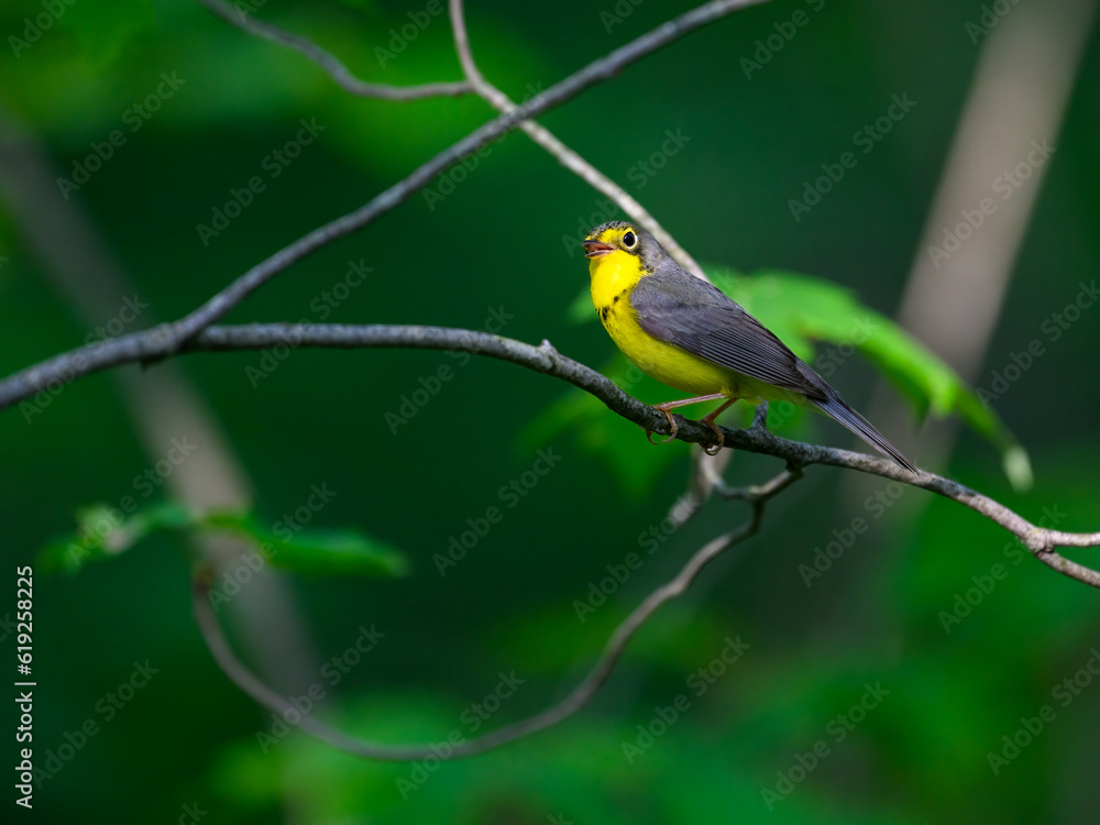 Canada Warbler perched on tree branch against green background Canada Warbler perched on tree branch against green background