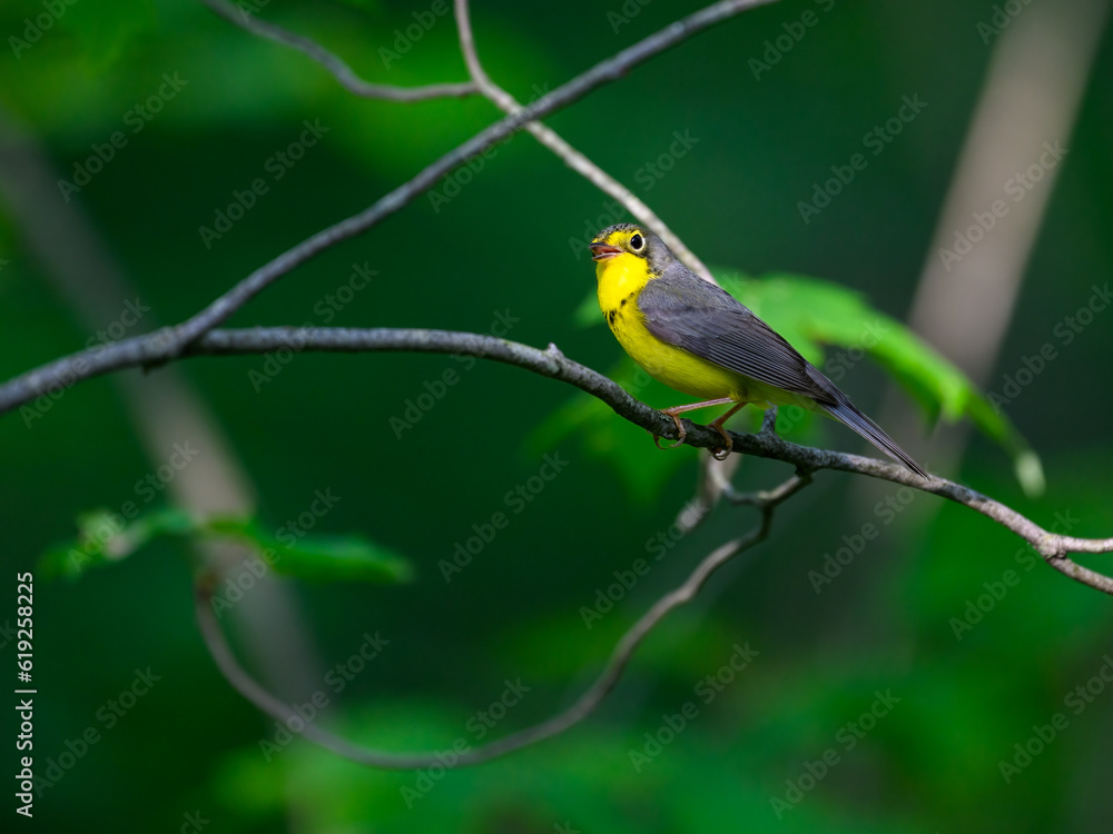 Canada Warbler perched on tree branch against green background