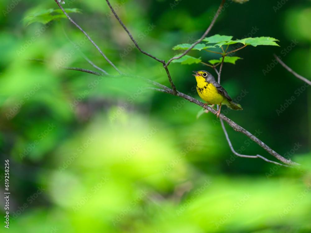 Canada Warbler perched on tree branch and singing against green background Canada Warbler perched on tree branch and singing against green background