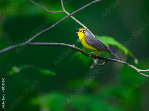 Canada Warbler perched on tree branch and singing against green background © FotoRequest