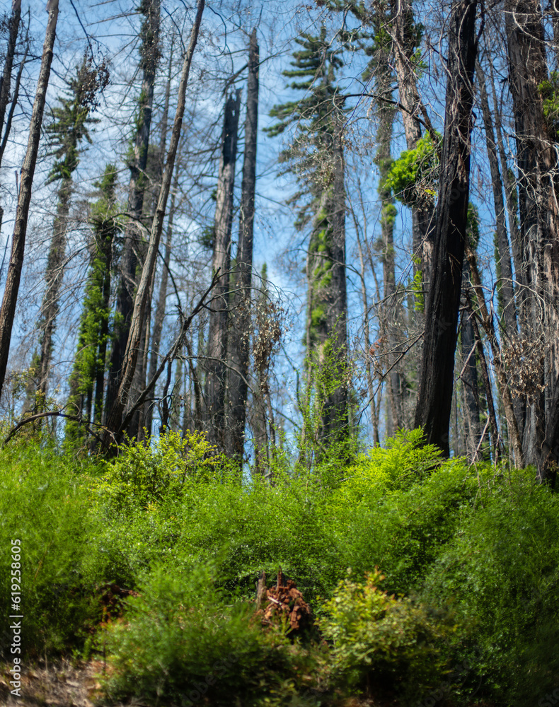 Fototapeta premium Rebirth of the forest after the fire: burned redwood trees with green shoots in the forest in Big Bassin State Park Northern California