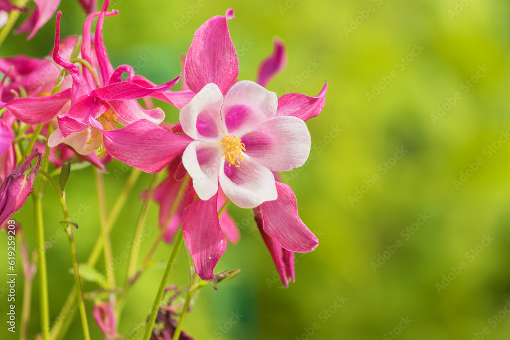 Bright inflorescence of perennial ornamental aquilegia or columbine, close-up.