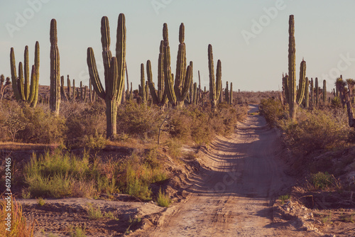 Cactus in Mexico