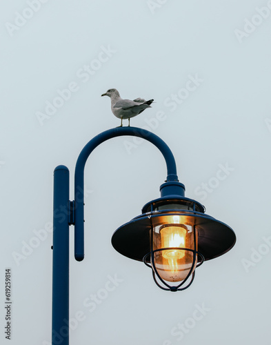 oiseau blanc aux ailes grises perché sur un lampadaire en métal bleu avec la lumière allumée derrière un grillage