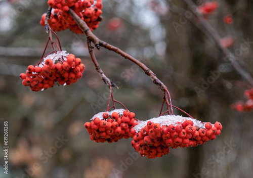 Gros plan sur une branche d'arbre avec des baies rouges à l'extrémité lors d'une journée grise