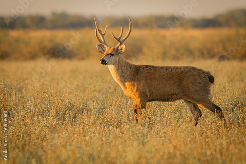 Photography antelope in the field