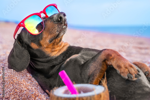 Fototapeta Naklejka Na Ścianę i Meble -  beautiful dog breed of dachshund, black and tan, buried in the sand at the beach sea on summer vacation holidays, wearing red sunglasses, next to it lies a large coconut with a cocktail and pink straw