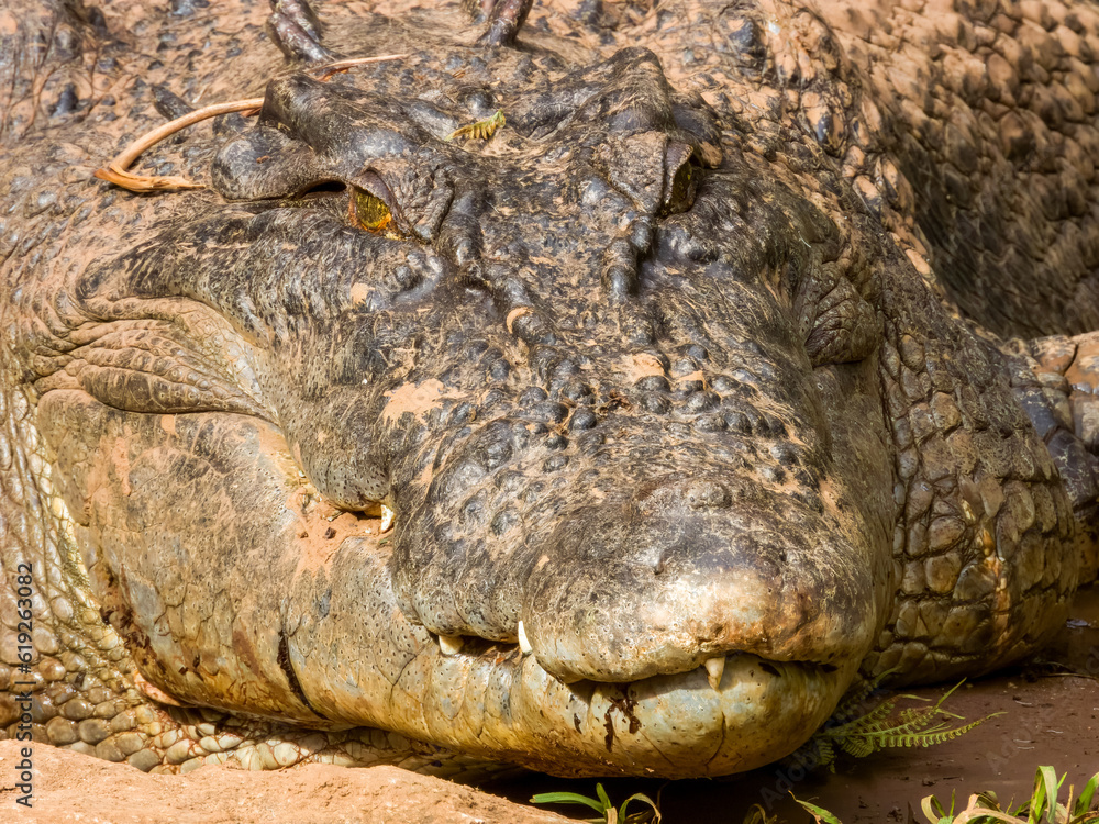 Estuarine Crocodile in Queensland, Australia Estuarine Crocodile in Queensland, Australia