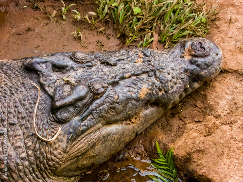 Estuarine Crocodile in Queensland, Australia