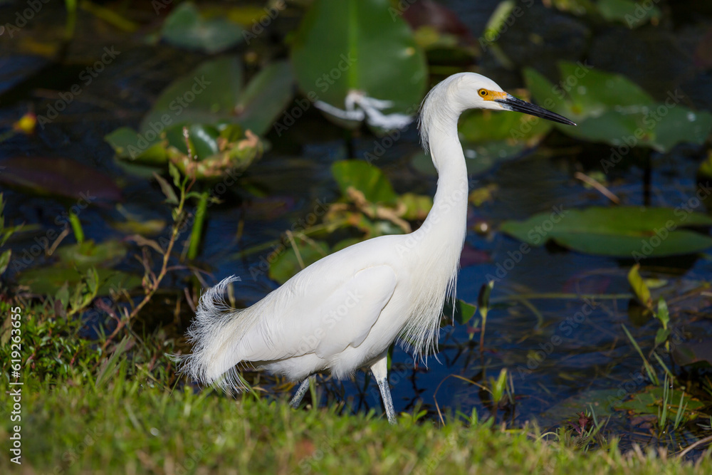 Snowy egret Snowy egret