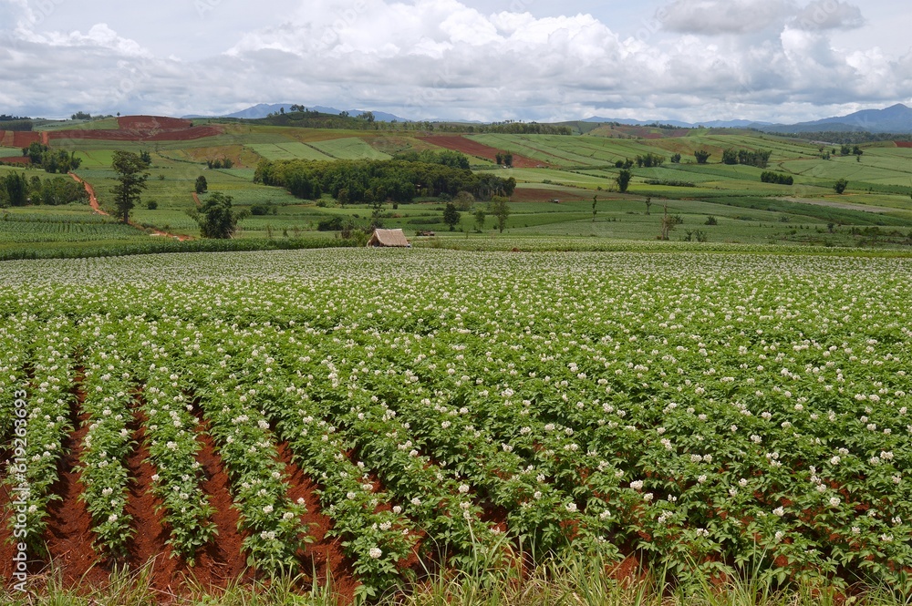 panorama of potato farm in region country