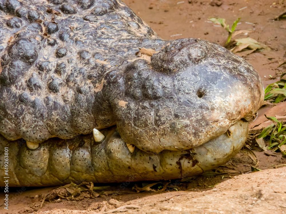 Fototapeta premium Estuarine Crocodile in Queensland, Australia