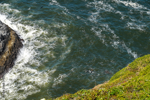 Sea Lion Caves in Florence, Oregon, USA. Several sea lions, seals, swimming in the water.