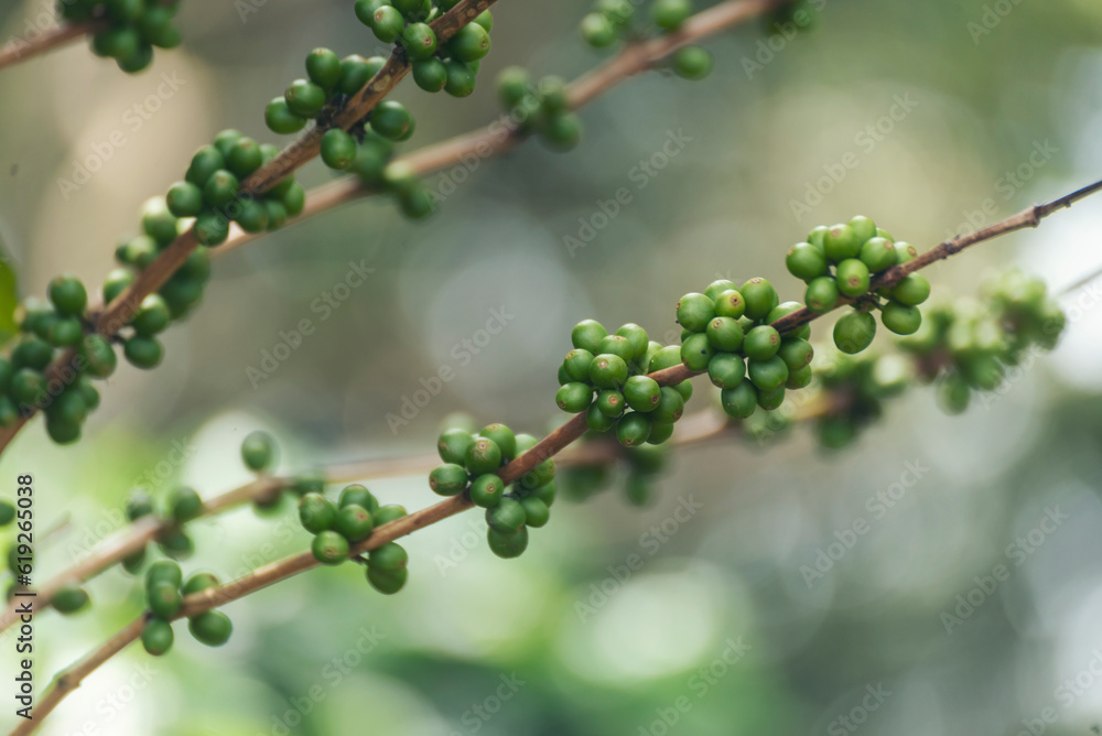 Green coffee bean berry plant with sunlight. Fresh raw seed coffee tree growth in eco organic farm morning time. Close up Green seed berries arabica coffee garden. Fresh coffee bean green leaf plant Green coffee bean berry plant with sunlight. Fresh raw seed coffee tree growth in eco organic farm morning time. Close up Green seed berries arabica coffee garden. Fresh coffee bean green leaf plant