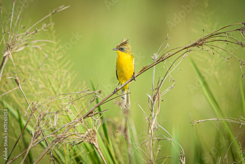 yellow billed hornbill © Pablo