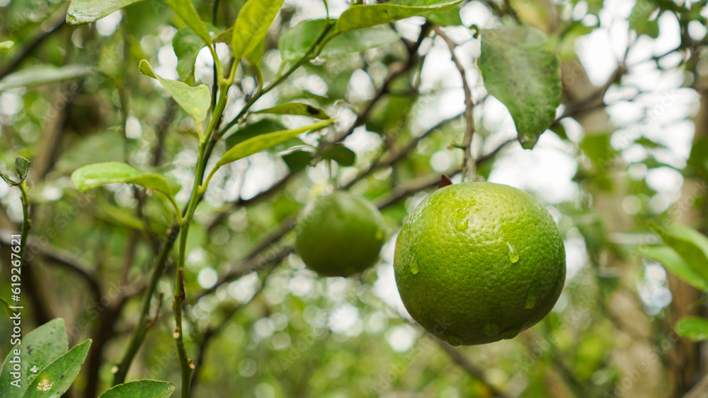 Ripe and unripe citrus or orange fruits hanging from trees in the farm with drop of water and green leaves. Ripe orange

