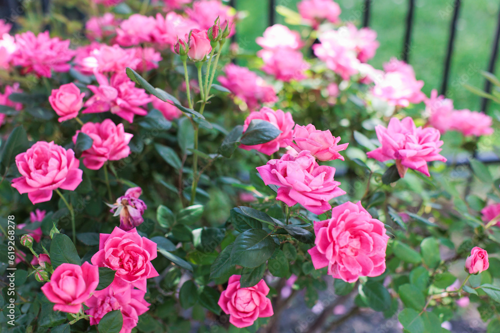 Pink wild backyard roses blooming in the summertime against green bushes Pink wild backyard roses blooming in the summertime against green bushes